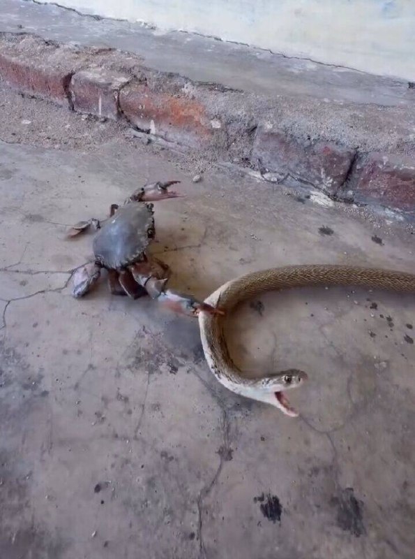 rust卡python脖子#沙雕