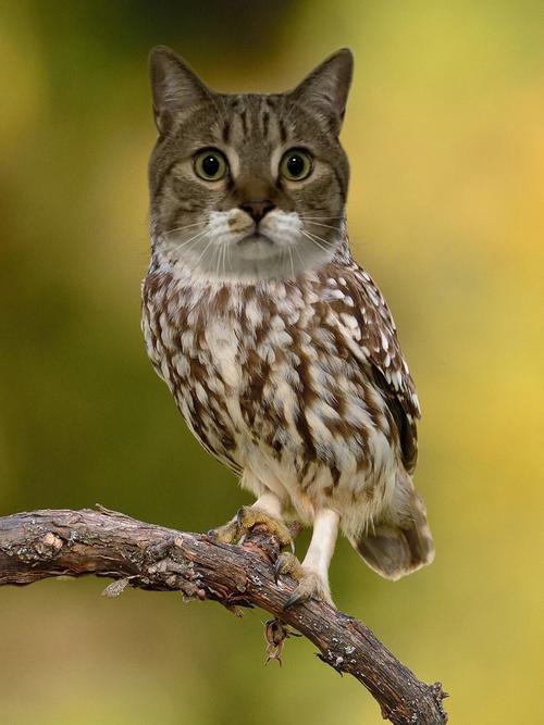 以防各位没见过猫头鹰